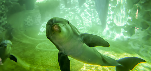 Image showing dolphin poses for camera in aquarium