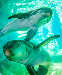 Image showing dolphin posing for camera underwater