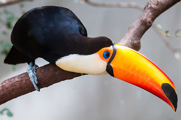 Image showing Toucan (Ramphastos toco) sitting on tree branch in tropical fore