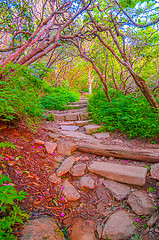 Image showing Craggy Garden Trail on an autumn day