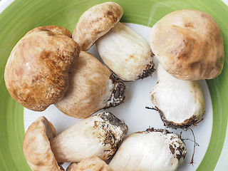 Image showing Porcini Mushroom