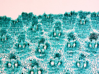 Image showing Bamboo stem micrograph