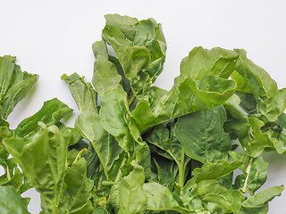 Image showing Rocket salad