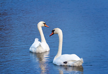 Image showing Two white swans on the lake surface.