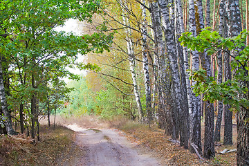 Image showing Forest landscape in the early autumn.