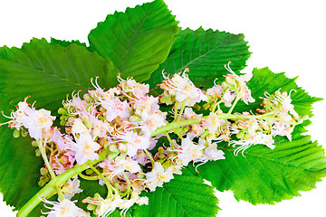 Image showing Chestnut: flowers and leaves on a white background.