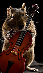 Image showing degu hamster standing with cello