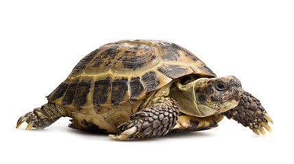 Image showing tortoise closeup isolated on white