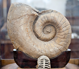 Image showing fossil big spiral shell