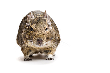 Image showing fat hamster front view isolated on white