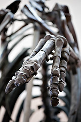 Image showing dinosaur skeleton palm closeup