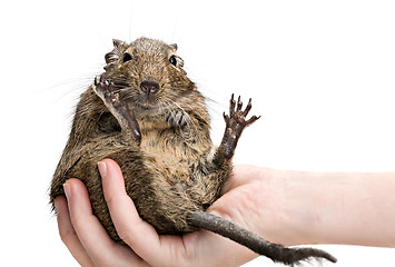 Image showing funny hamster sitting on human hand