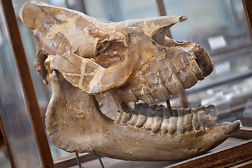 Image showing fossil skull