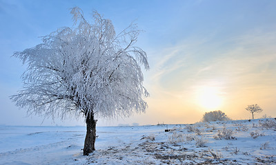 Image showing winter landscape of frozen trees 