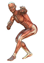 Image showing Muscle Maps