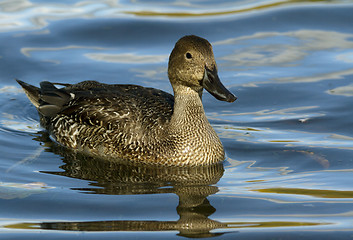 Image showing Northern Pintail