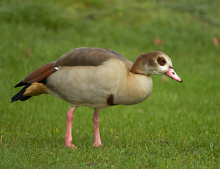 Image showing Egyptian Goose