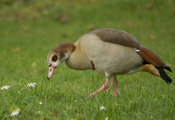 Image showing Egyptian Goose