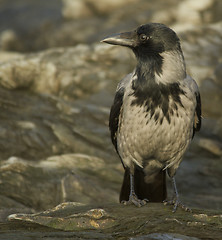 Image showing Hooded Crow