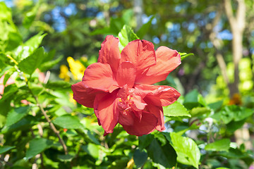 Image showing Red Hibiscus Flower.