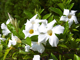 Image showing White Allamanda Flowers with Buds.