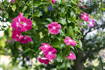 Image showing Phlox.