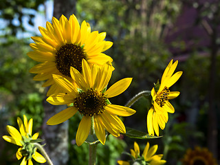 Image showing Yellow Sunflowers.