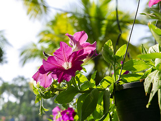 Image showing Red Petunia Flower.