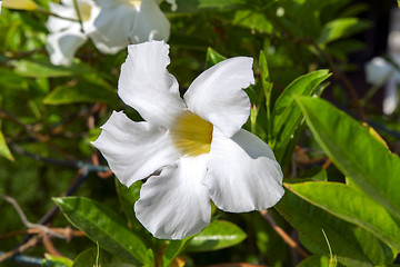 Image showing White Allamanda Flower.