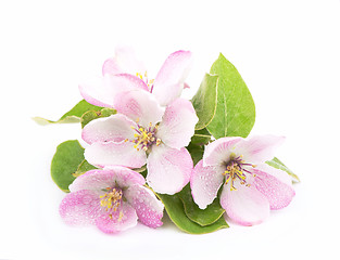 Image showing apple flowers branch 