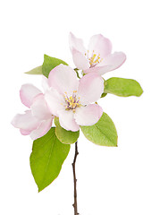 Image showing apple tree blossoms