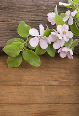 Image showing Flowering of apple tree on  wooden background.