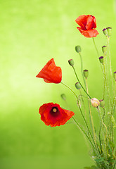 Image showing Red poppies