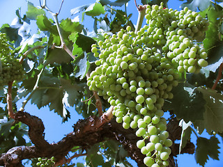 Image showing Grapes