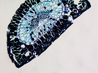 Image showing Pine leaf micrograph