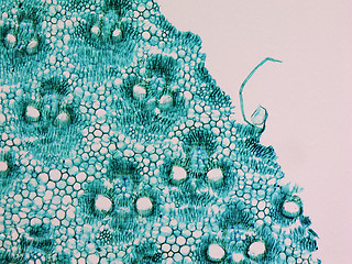 Image showing Bamboo stem micrograph