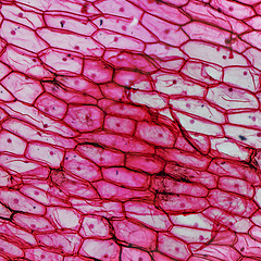 Image showing Onion epidermus micrograph