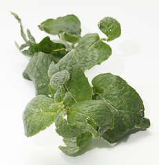 Image showing fresh mint