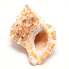 Image showing large seashell 