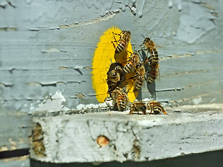 Image showing Bees at the hive near tap-hole