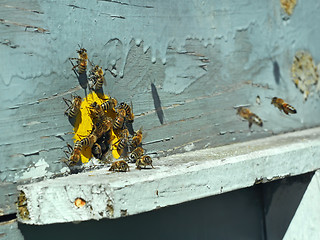 Image showing Bees on the tap-hole of hive