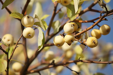 Image showing paradise apples