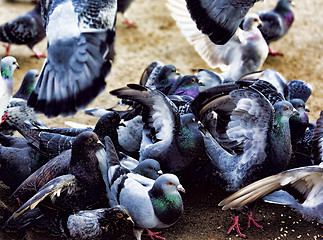 Image showing Many hungry pigeons 