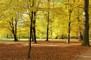 Image showing Fall in public park