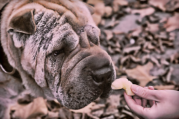 Image showing Cute Shar Pei dog 