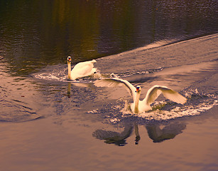 Image showing Pond in the park