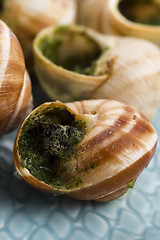 Image showing Close up of Escargots with garlic butter 