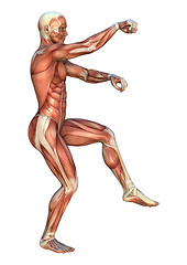 Image showing Muscle Maps