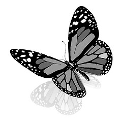 Image showing ?olorful butterfly