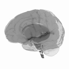 Image showing Human brain